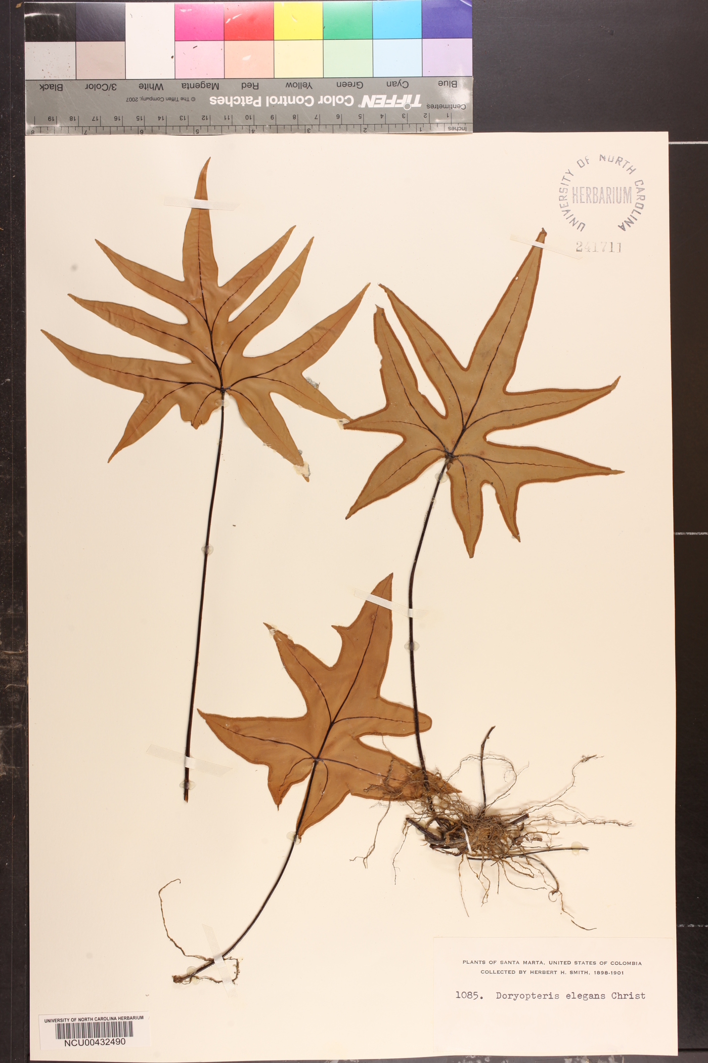Doryopteris nobilis image