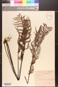 Gymnogramma calomelanos image
