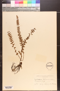 Notholaena trichomanoides image