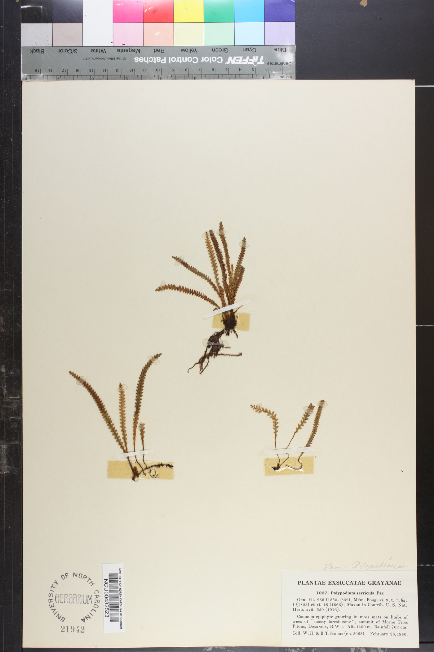 Micropolypodium serricula image