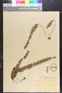Lellingeria suspensa image