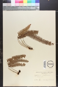 Lellingeria suspensa image