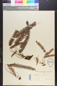Lellingeria suspensa image
