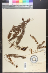 Lellingeria suspensa image