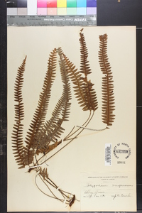Lellingeria suspensa image