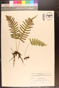 Polypodium vulgare image