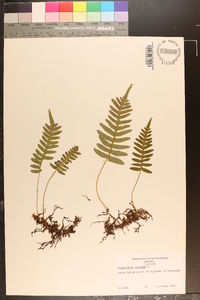 Polypodium vulgare image