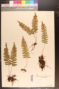 Polypodium vulgare image