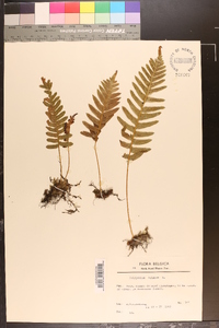 Polypodium vulgare image