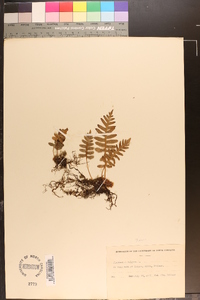 Polypodium vulgare image