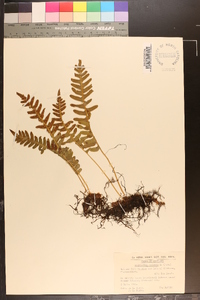 Polypodium vulgare image