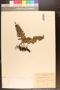 Polypodium vulgare image