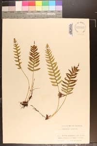 Polypodium vulgare image