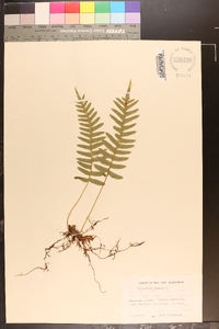 Polypodium vulgare image
