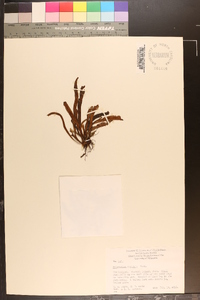 Polypodium australe image