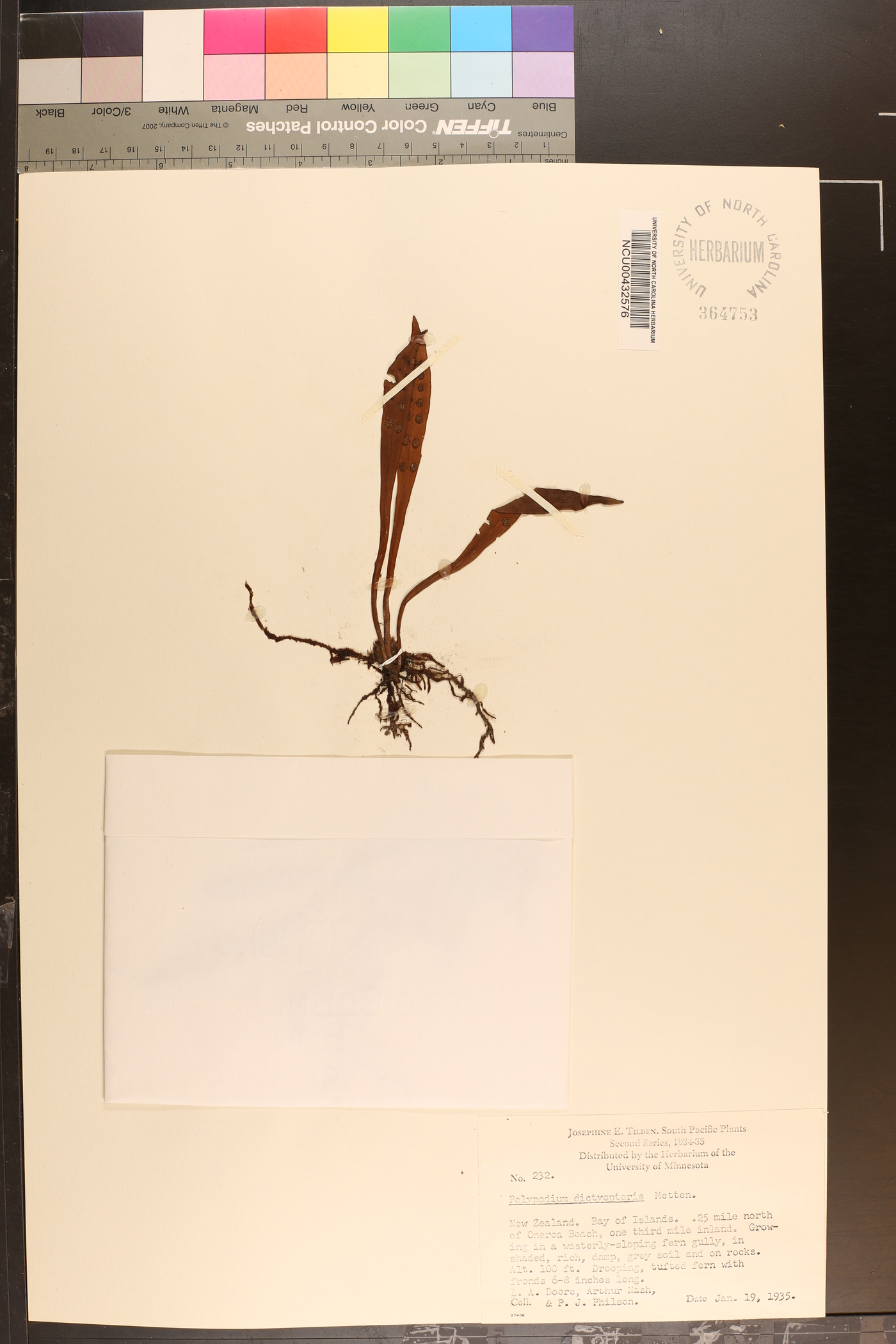 Polypodium dictyopteris image