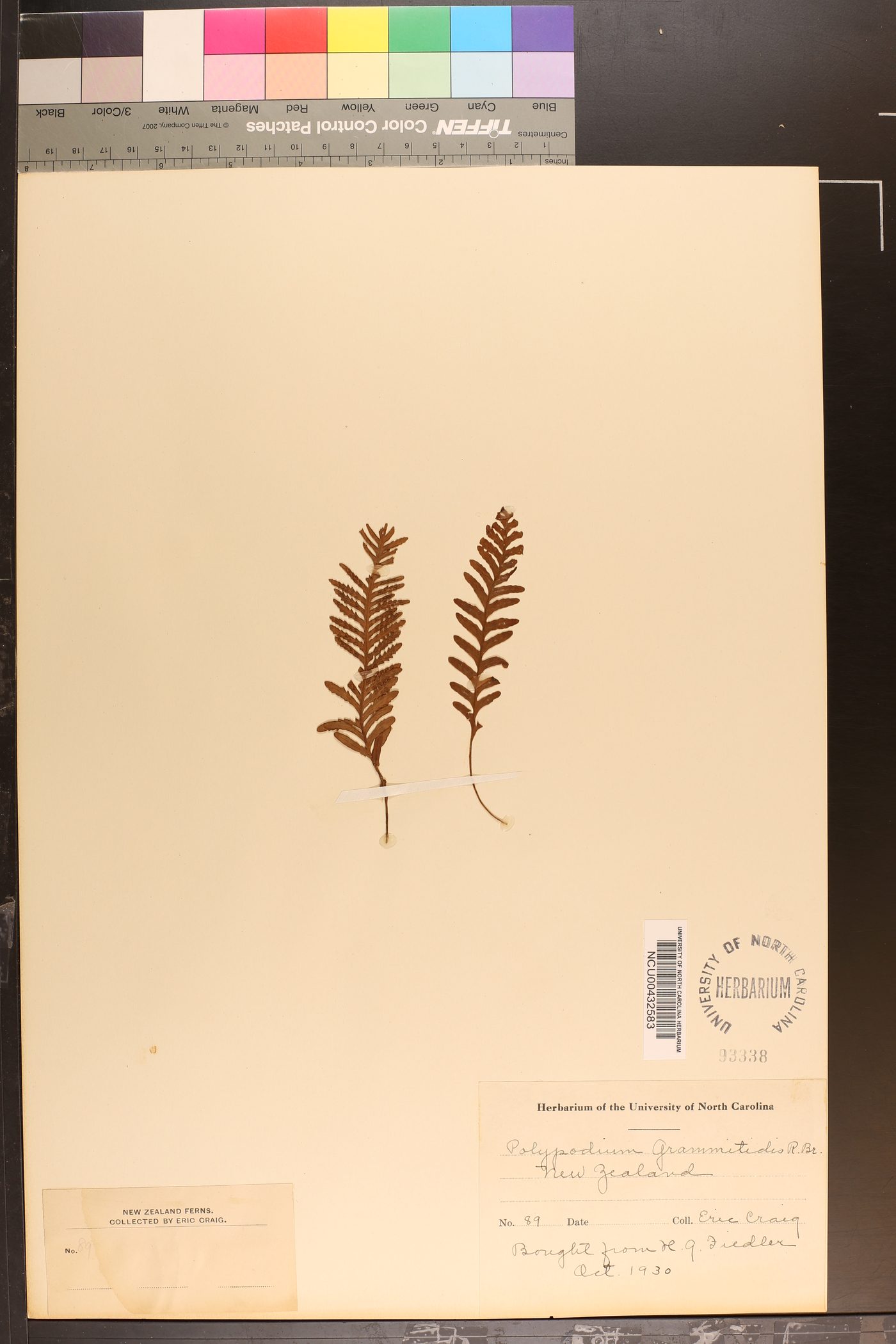 Notogrammitis heterophylla image
