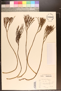 Psilotum nudum image