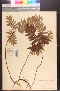 Adiantum petiolatum image