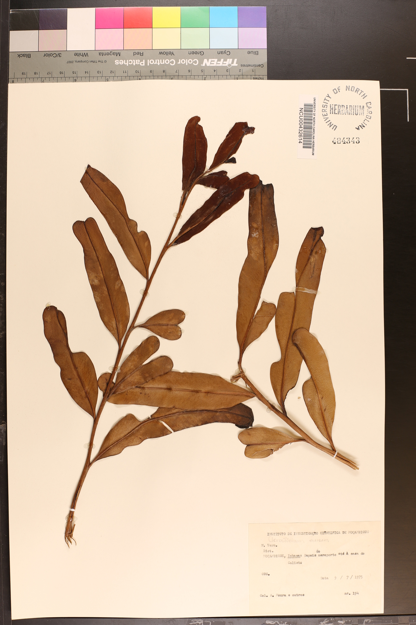 Acrostichum aureum image
