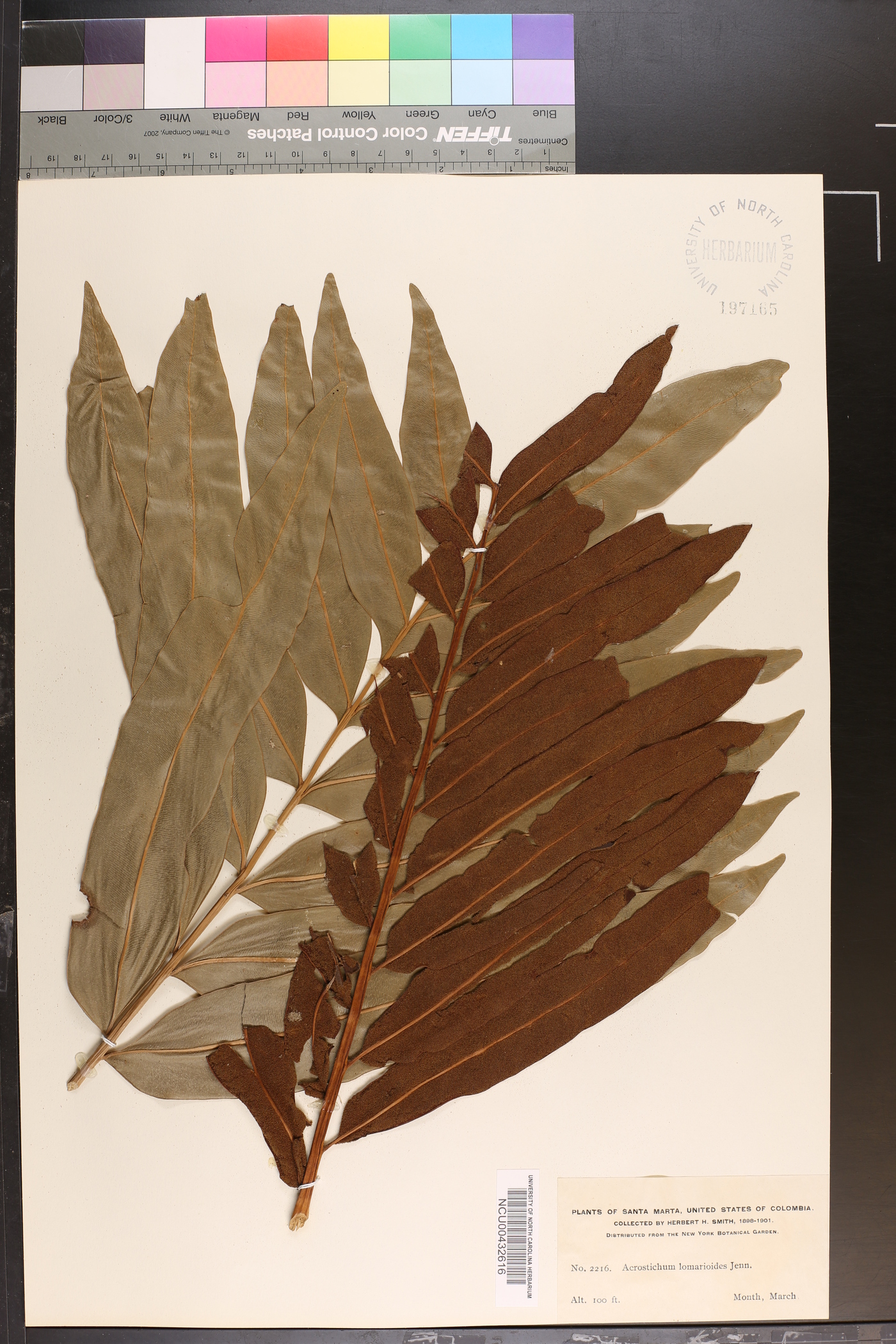 Acrostichum lomarioides image