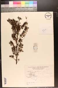 Hechtia laevis image