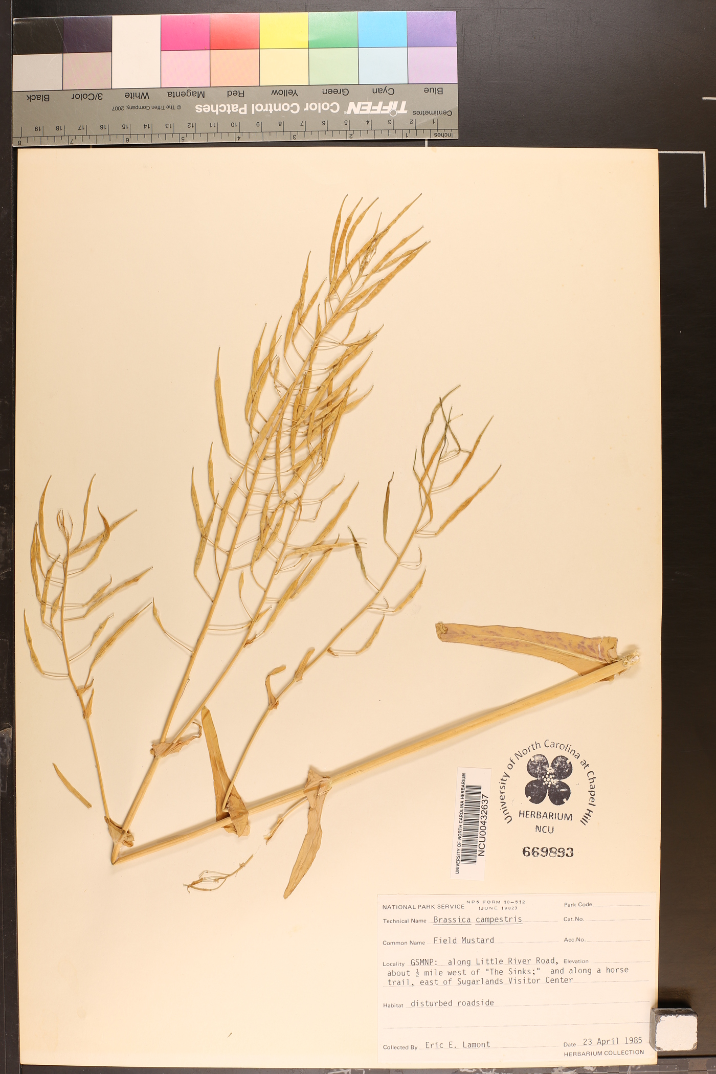 Brassica rapa var. rapa image