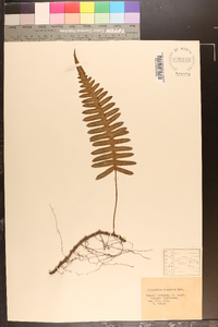 Goniophlebium niponicum image