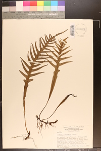 Polypodium pustulatum image