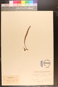 Polypodium serpens image