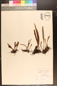 Hovenkampia schimperiana image