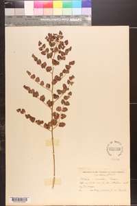 Pellaea cordifolia image