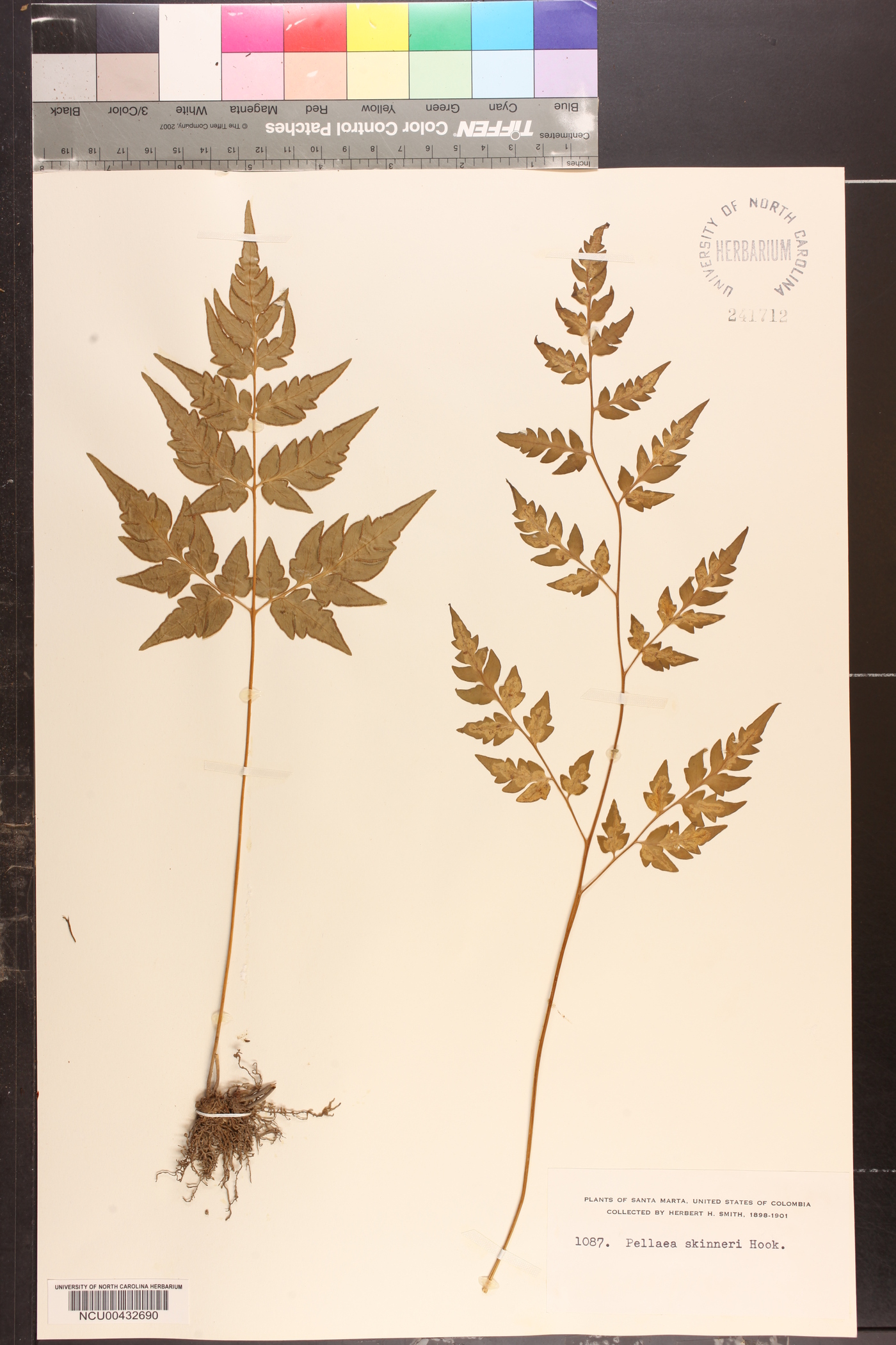 Ynesmexia skinneri image