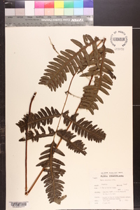 Pteris atrovirens image