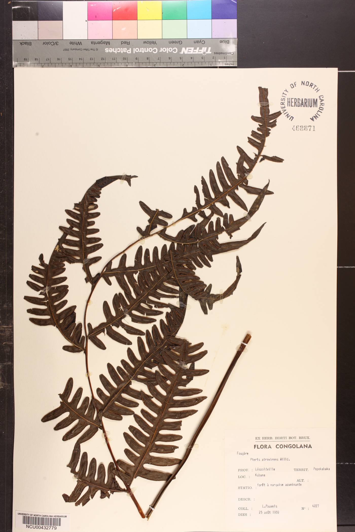 Pteris atrovirens image