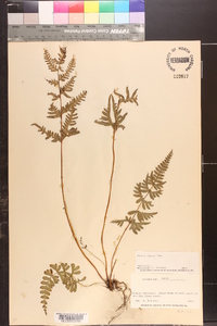 Pteris dispar image