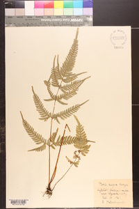 Pteris dispar image