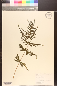 Pteris dispar image