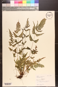 Pteris dispar image