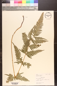 Pteris dispar image