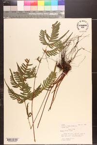 Pteris dispar image