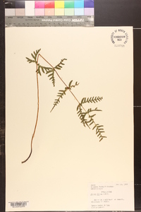 Pteris dispar image