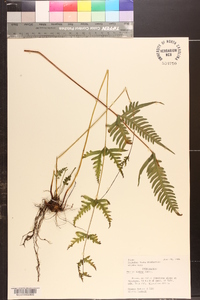 Pteris dispar image