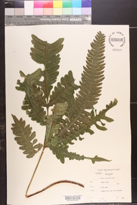 Pteris hamulosa image