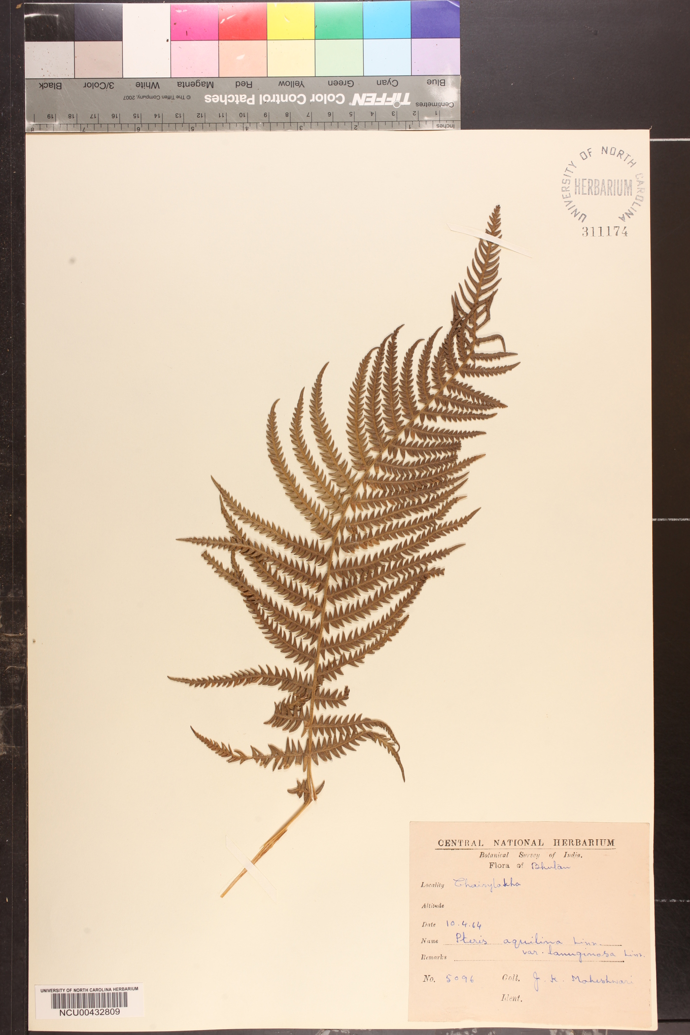 Pteridium aquilinum subsp. capense image