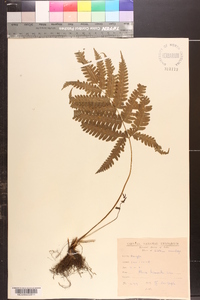 Pteris biaurita image