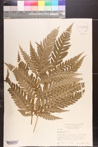 Pteris comans image