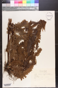 Pteris decrescens image