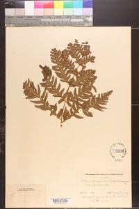 Pteris comans image