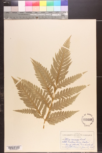 Pteris comans image